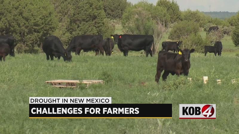 Livestock Farmers Forced To Make Difficult Decisions Amid Drought