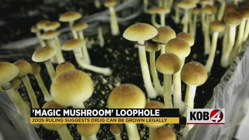 Are magic mushrooms legal in New Mexico? Experts weigh in