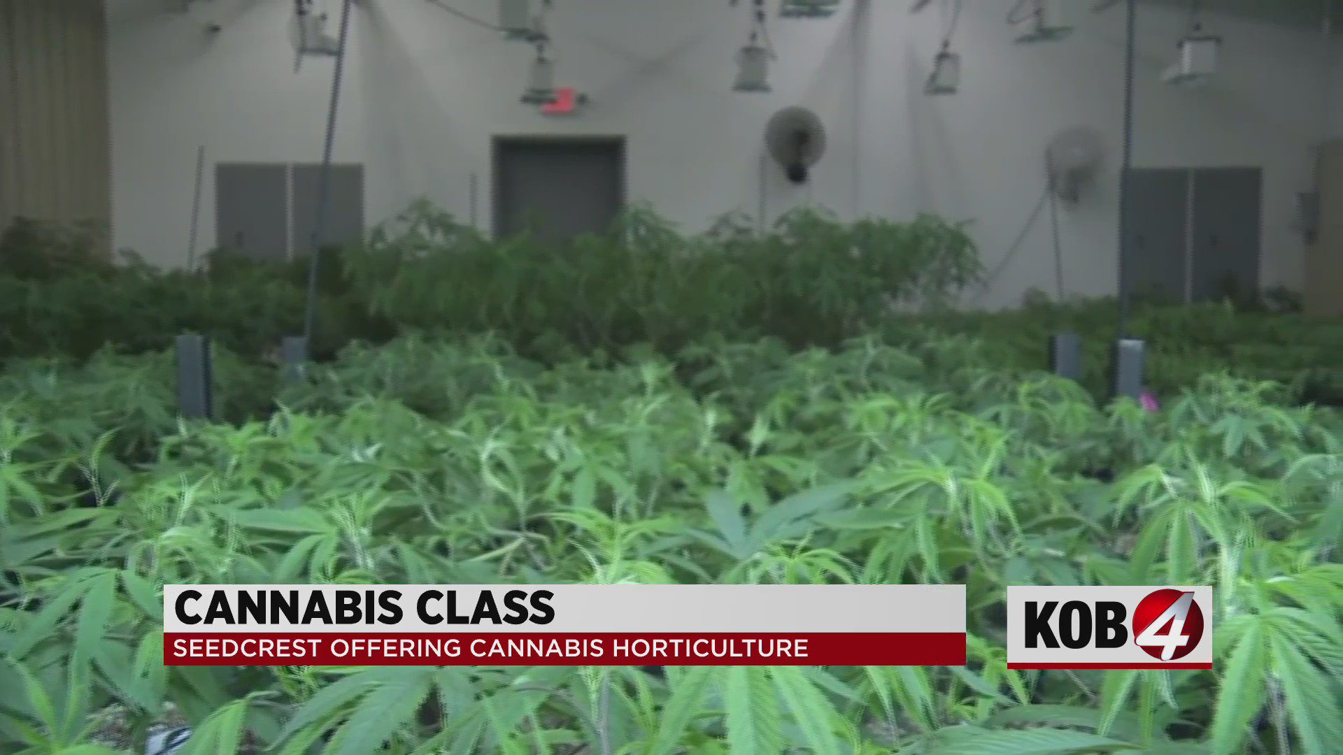 Local business offers boot camp cannabis course for new growers