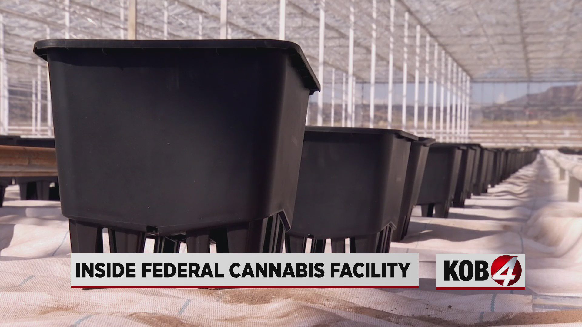 A look inside a federally-sanctioned marijuana grow operation in New Mexico