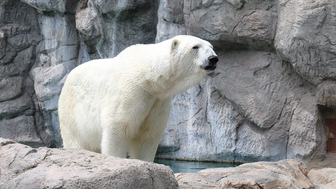 Koluk, the ABQ BioPark polar bear, passed away at the age of 26