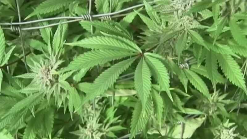 Los reguladores revocan la licencia de venta minorista de cannabis en Albuquerque