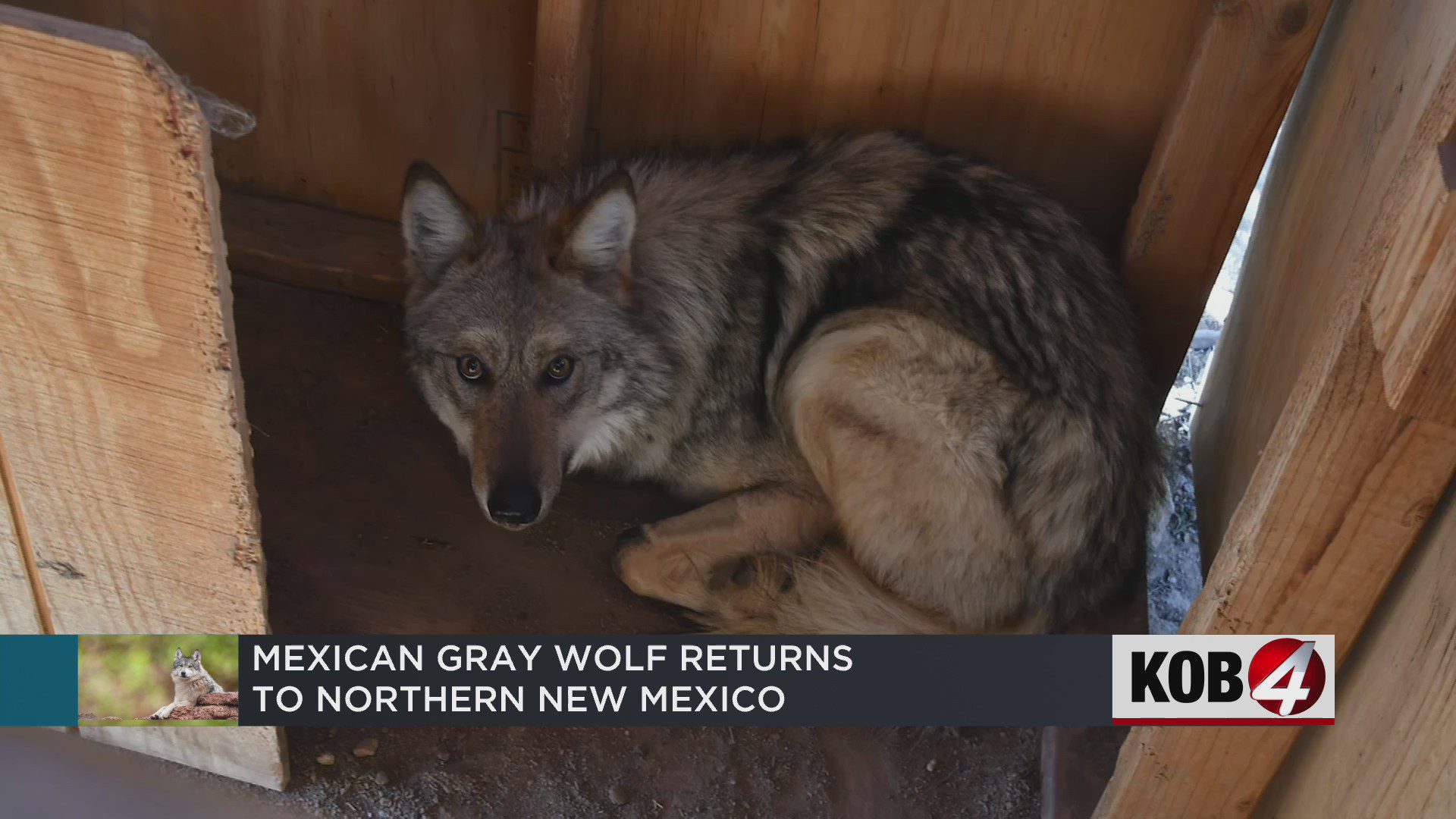 The Mexican gray wolf ‘Asha’ roams northern New Mexico