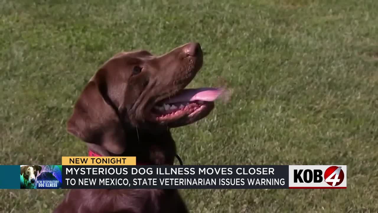 Un veterinario de Nuevo México advierte a los dueños de perros que una misteriosa enfermedad se está propagando por todo el país