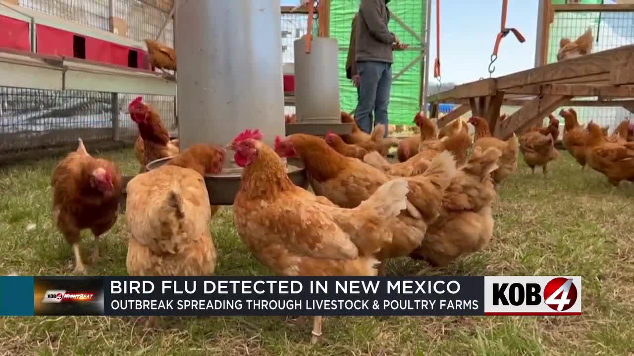 New Mexico'nun doğusunda kuş gribi vakası doğrulandı